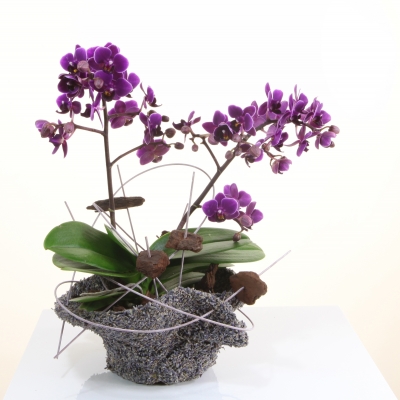 Plant arrangement for a beautiful mom