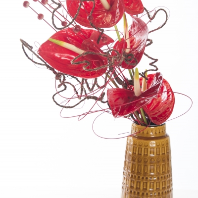 Heart shaped Anthurium 