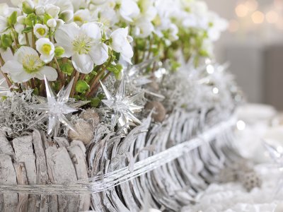 Christmas beauty with Helleborus