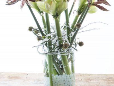 Design with amaryllis