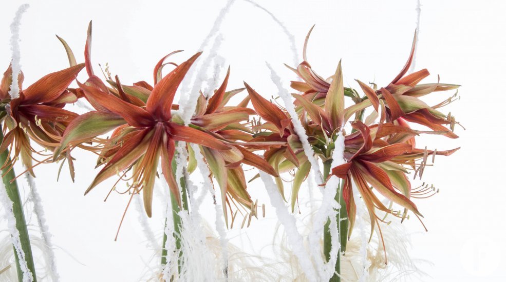 Amaryllis FleuraMetz2