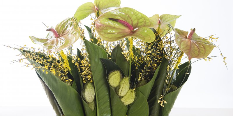 Easter composition 'Pistache' variety