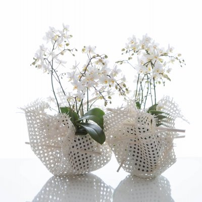 Pretty Phalaenopsis flowers your home