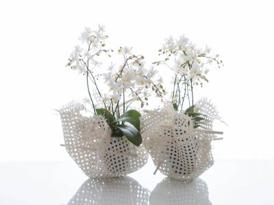 Pretty Phalaenopsis flowers your home
