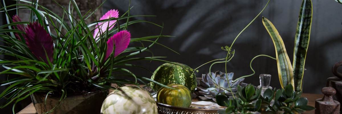 Display those Tillandsias