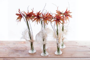 Wintery Amaryllis