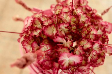 a single Hydrangea design