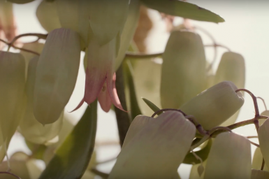 a Kalanchoë 'Bell' design