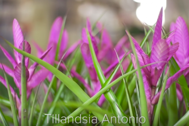 Pink Tillandsia Design