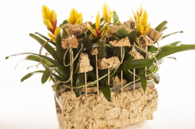 Vriesea Design