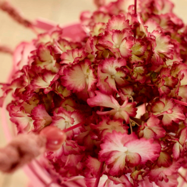 a single Hydrangea design