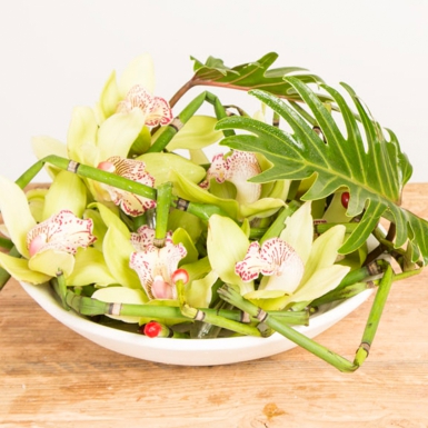 Masculine Cymbidium design