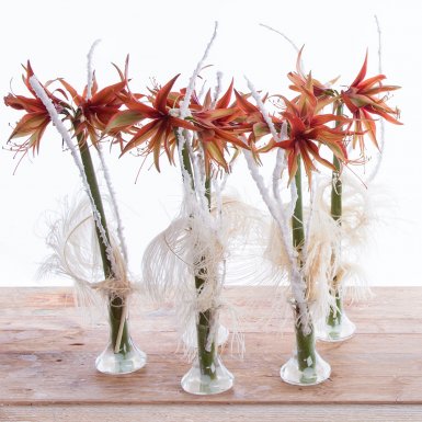 Wintery Amaryllis