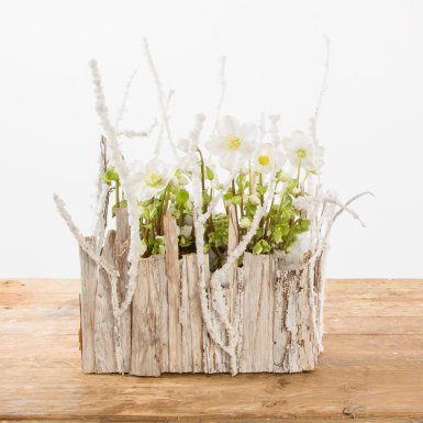 Winter wonder with Helleborus