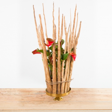 Robust Anthurium design