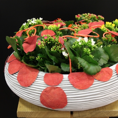 Plant arrangement by Geertje Stienstra