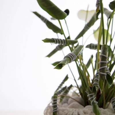 Anthurium styled differently - close up Anthurium styled differently - close up