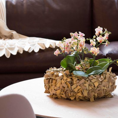 Miniature orchids