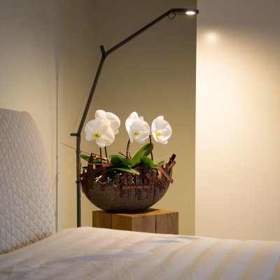 Special orchid: Singolo