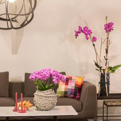 Phalaenopsis for a colorful livingroom