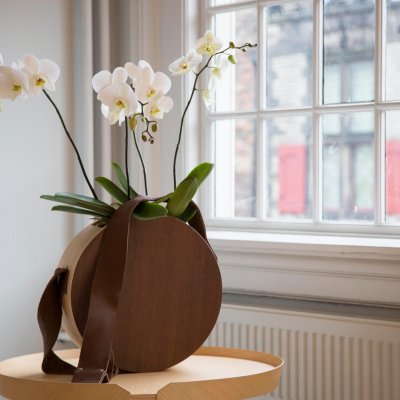 Luxurious orchids