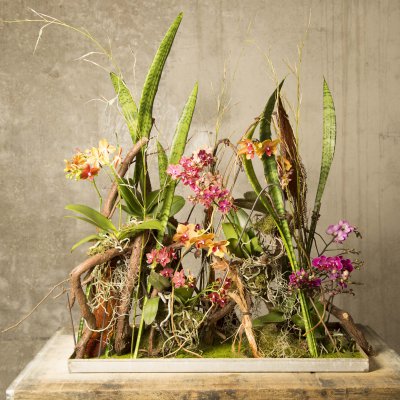 Klaus Wagener's Secret Orchid Garden
