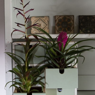 Two different types of Tillandsia