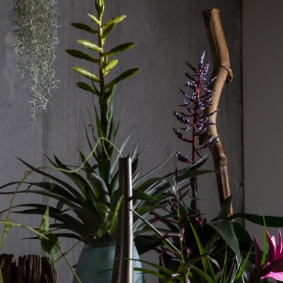 Create an urban jungle with Tillandsia