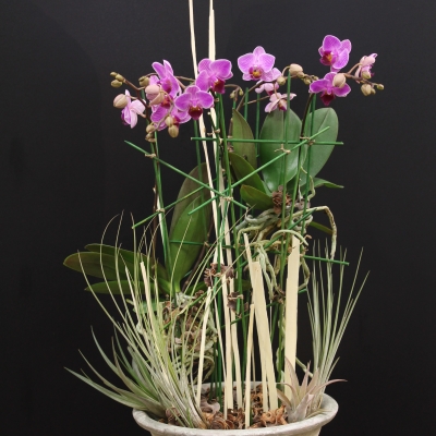 Design by David Ragg