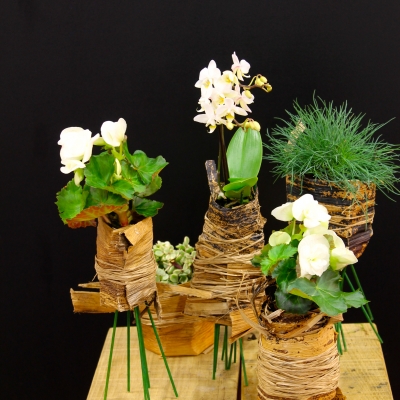 Plant arrangement by Sarah Dikker