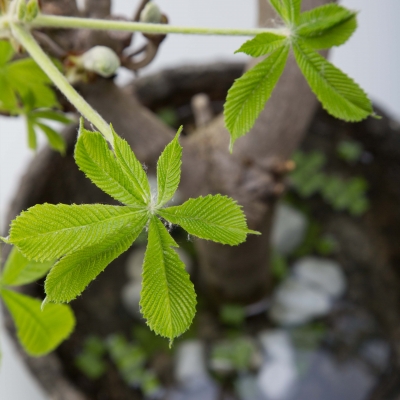 Beautiful simplicity - a close up