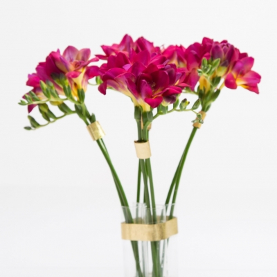 Hot pink Freesia with golden details