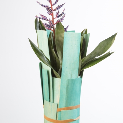 Bromeliad in fresh spring design