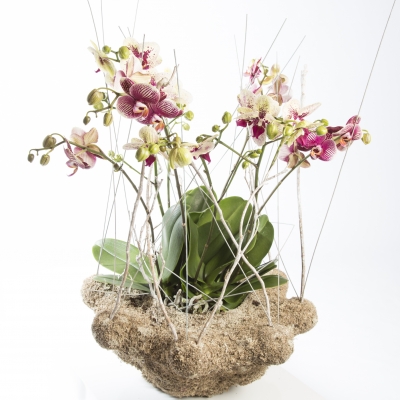 Moss covered base for Phalaenopsis