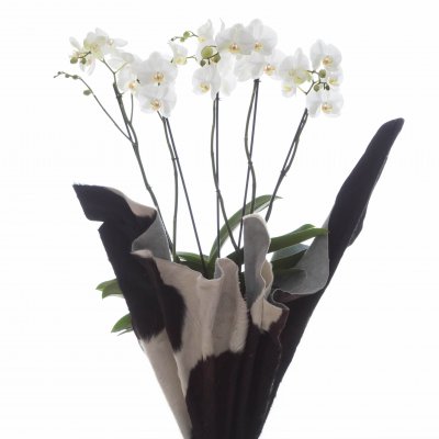 An eye-catcher: the Phalaenopsis