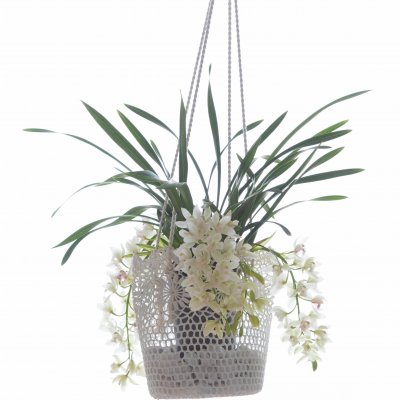Cymbidium orchid in hanging planter