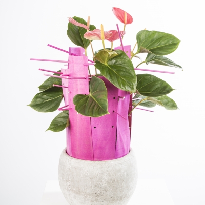 Anthurium design by Pim van den Akker