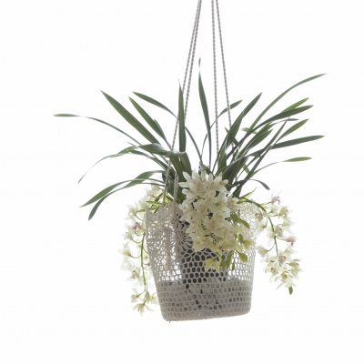 a hanging Cascade Cymbidium