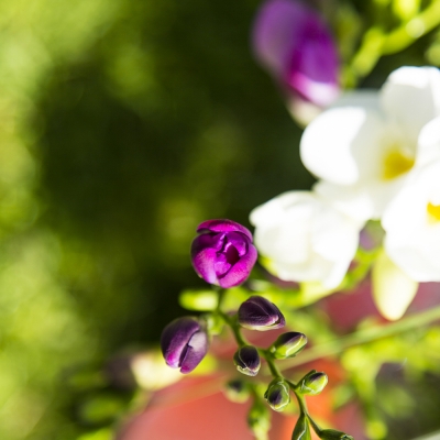 Freesia 
