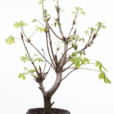 Beautiful simplicity: chestnut-tree branch