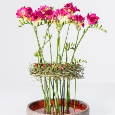 Tall standing Freesias