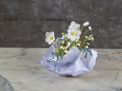 Hellebore in paper container Hellebore in paper container