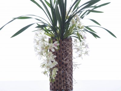 Beautiful Cymbidium in wooden container