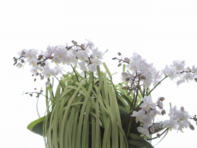 Willd Orchid in cool design van fineer