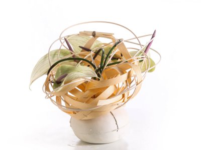 Anthurium design by Pim van den Akker