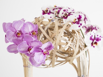 Construction with wood & phalaenopsis 