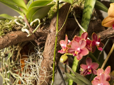 close up Secret Orchid Garden design by Klaus Wagener