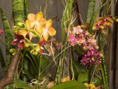 Secret Orchid Garden by Klaus Wagener - close up