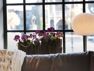 Colourful Phalaenopsis