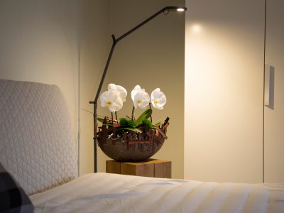 Special orchid: Singolo